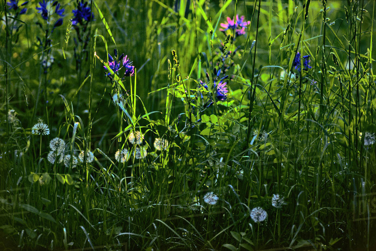 Canada, British Columbia, Vancouver Island, tall grass Stock Photo Dissolve