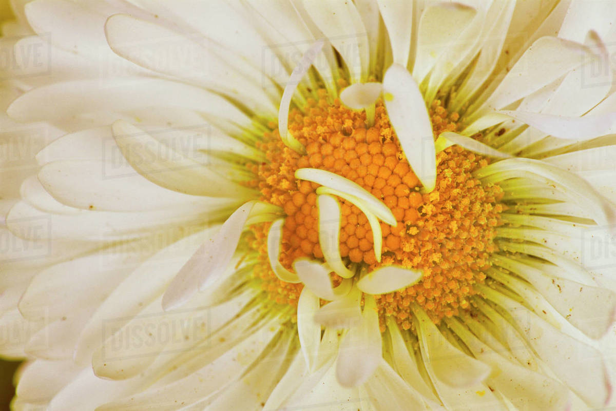 White Chrysanthemum Flower Stock Photo Dissolve