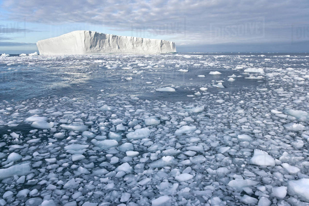 Ice floats floating in the sea, South Island, South Sandwich