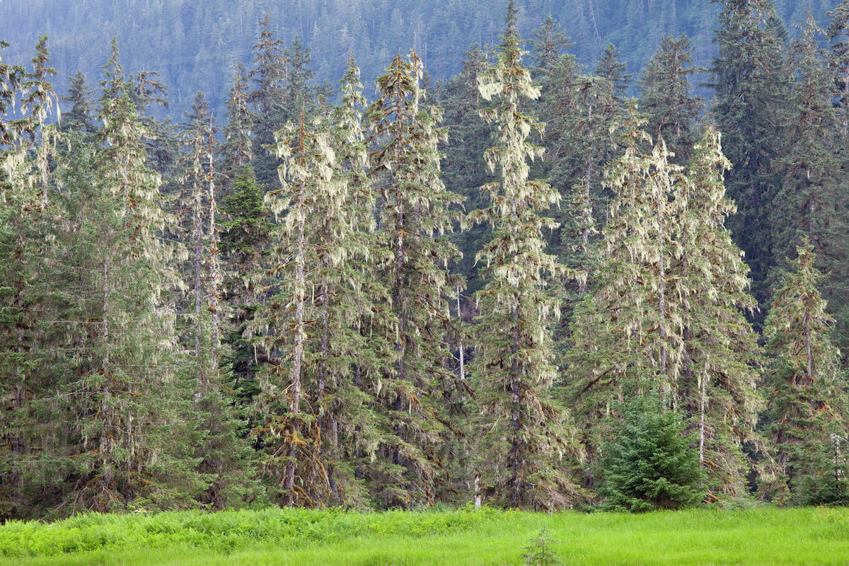 Conifer trees in a forest, Pack Creek Bear Preserve, Admiralty Island