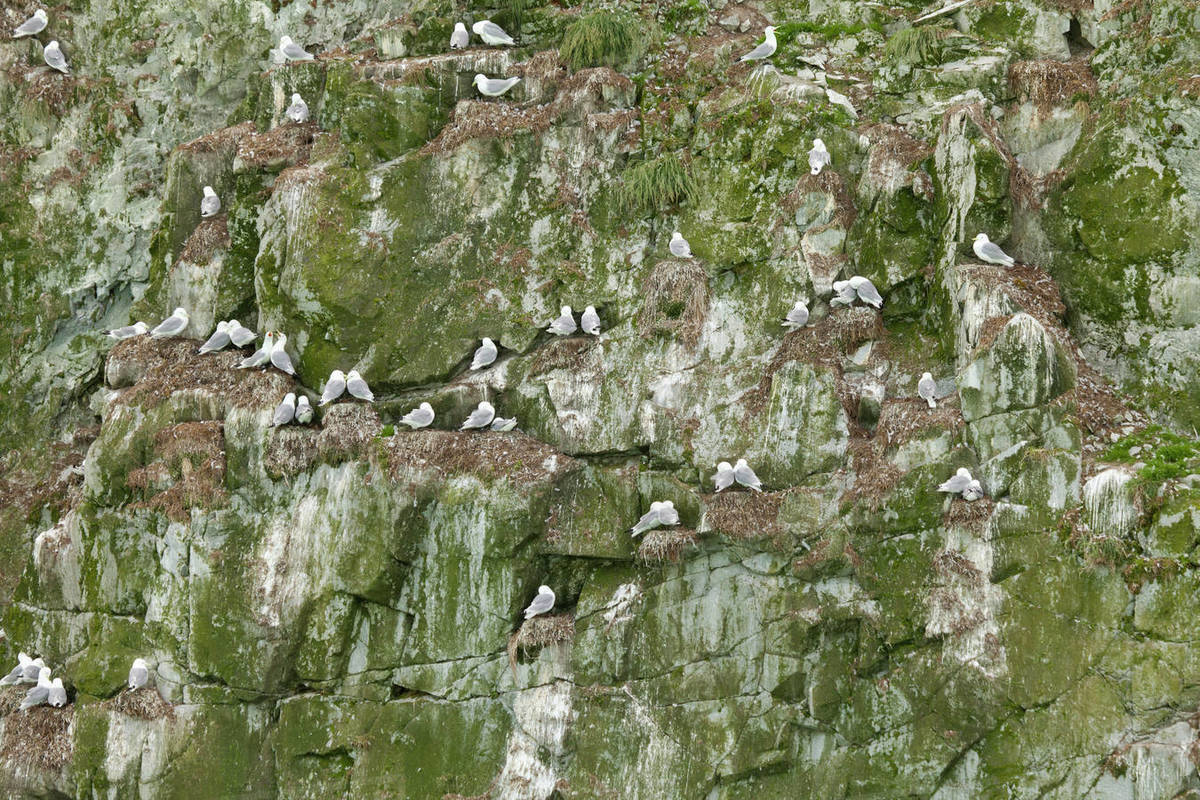 USA, Alaska, Glacier Bay National Park, Marble Island, BlackLegged