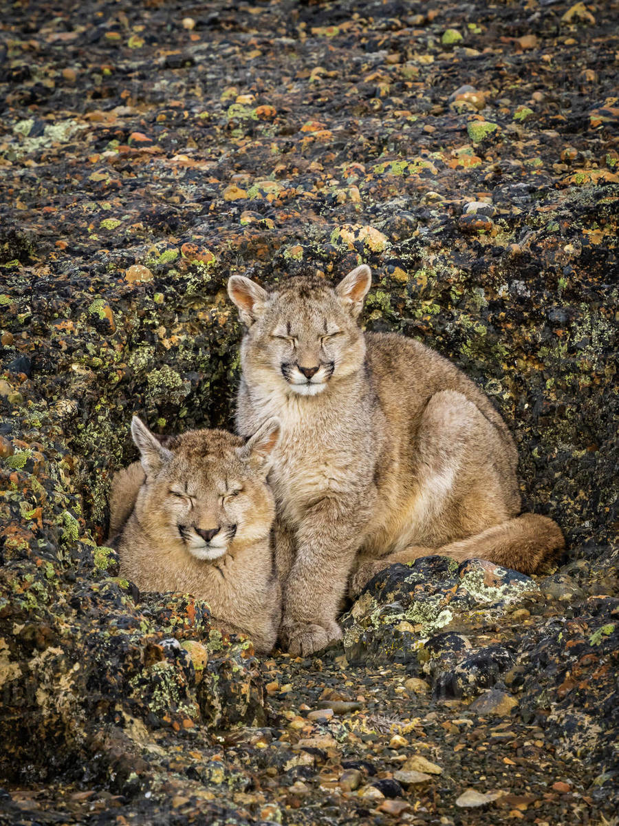 Kittens sleeping, Pumas (Puma concolor), Torres del Paine National