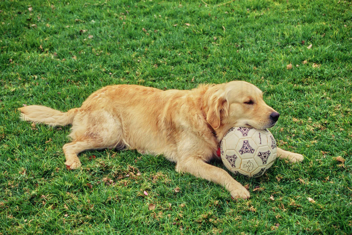 Golden retriever sitting outside in grass with chin resting on soccer ball Stock Photo Dissolve