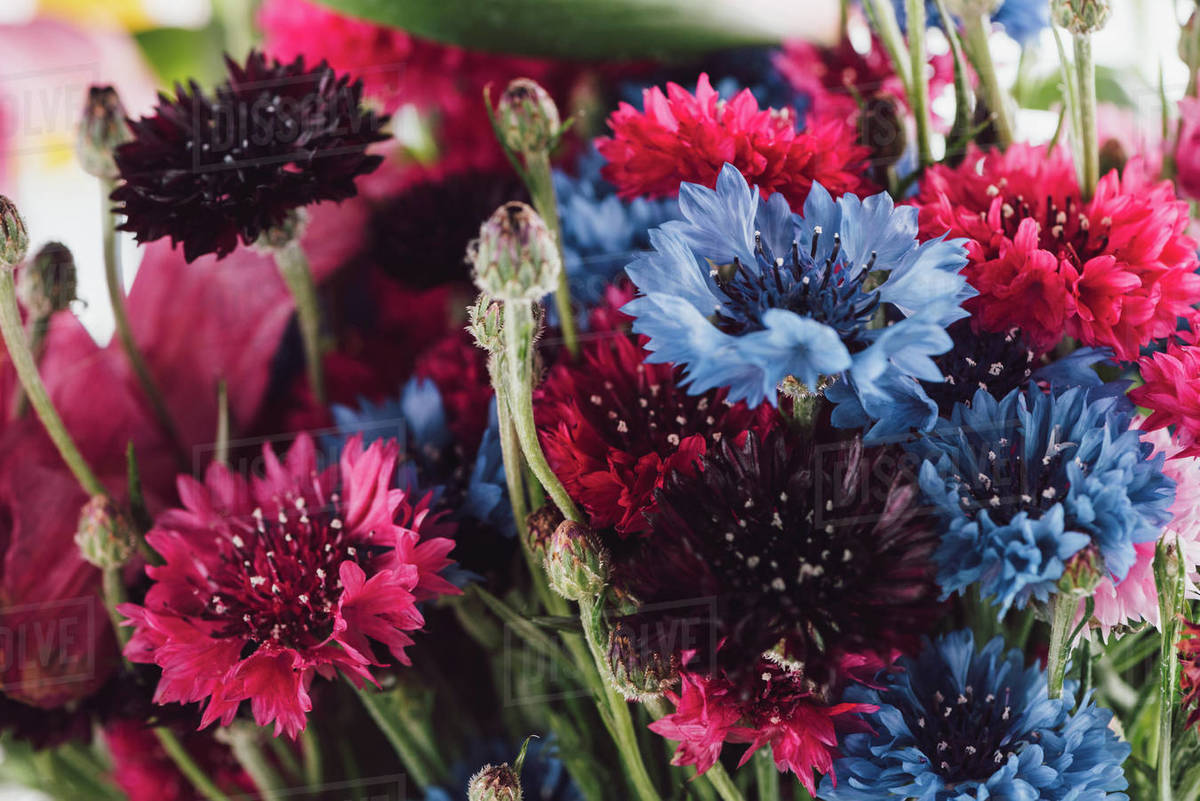 Closeup view of beautiful colorful cornflowers, selective focus