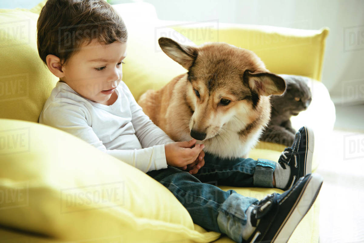 Adorable boy sitting on sofa with cat and dog Stock Photo Dissolve