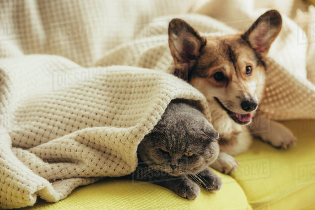 Funny scottish fold cat and welsh dog lying under blanket on sofa