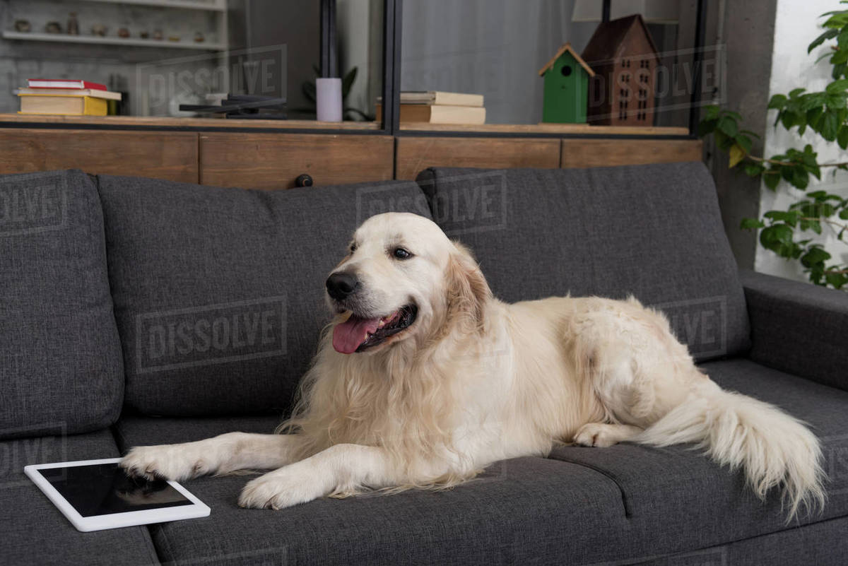 adorable golden retriever lying on couch with tablet Stock Photo