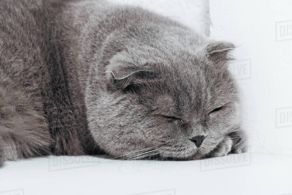 Close Up Of Sleeping Scottish Fold Cat On White Background Stock
