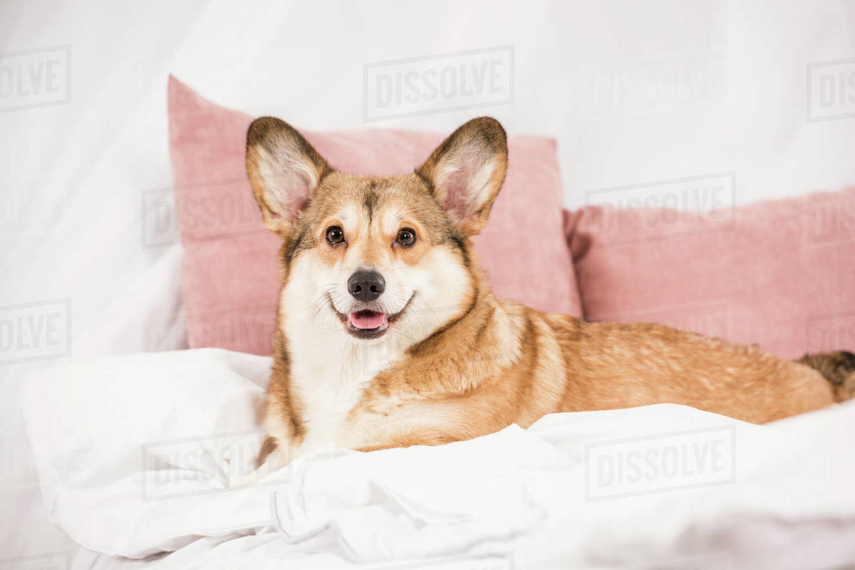 Adorable pembroke welsh lying on bed at home Stock Photo Dissolve