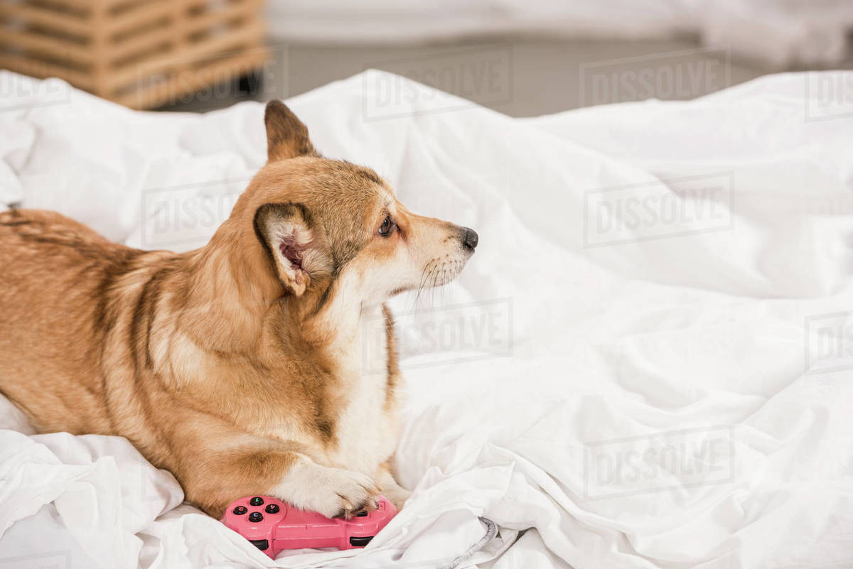 Pembroke welsh dog lying on bed with pink joystick at home