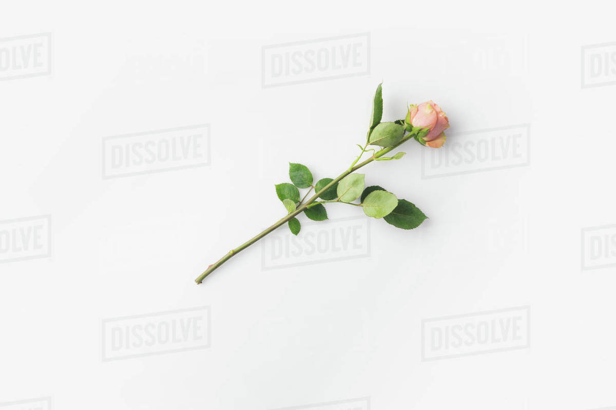 beautiful pink rose flower with stem isolated on white - Stock Photo ...