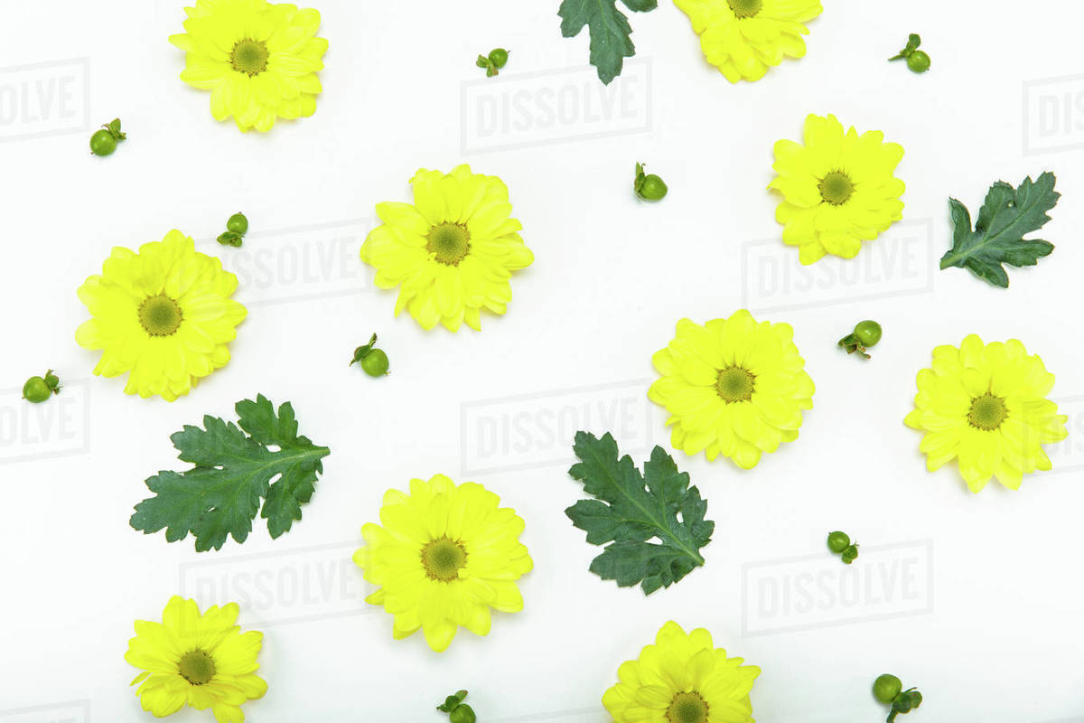 Top view of beautiful blooming small yellow flowers isolated on white