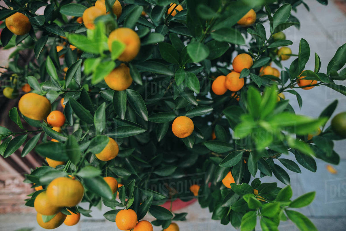Closeup view of tangerines growing on green tree in Hanoi, Vietnam