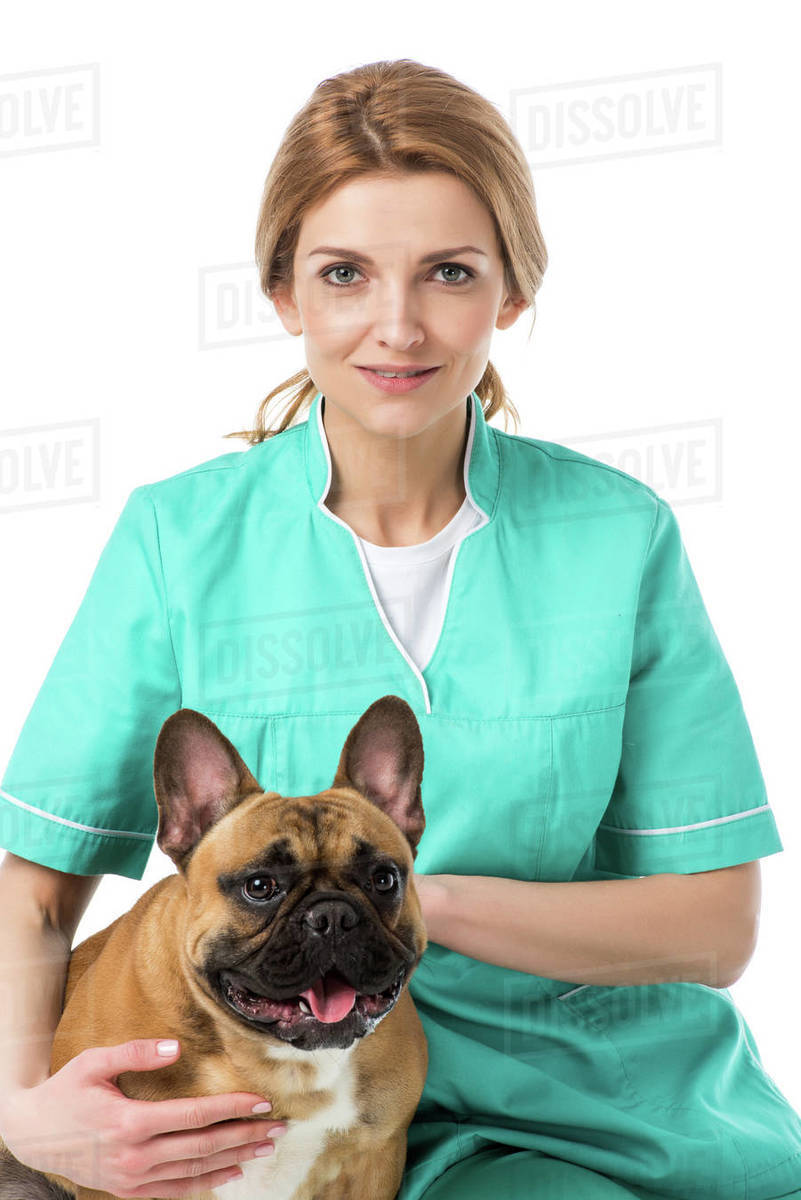 Young female veterinarian holding French bulldog and looking at camera