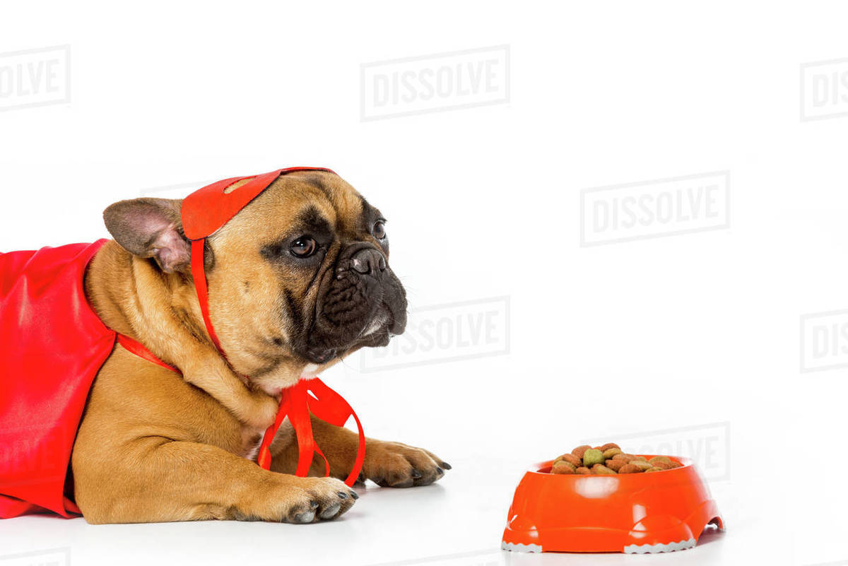 Adorable French Bulldog In Superhero Costume With Bowl Full Of Dog Food Isolated On White Stock Photo Dissolve