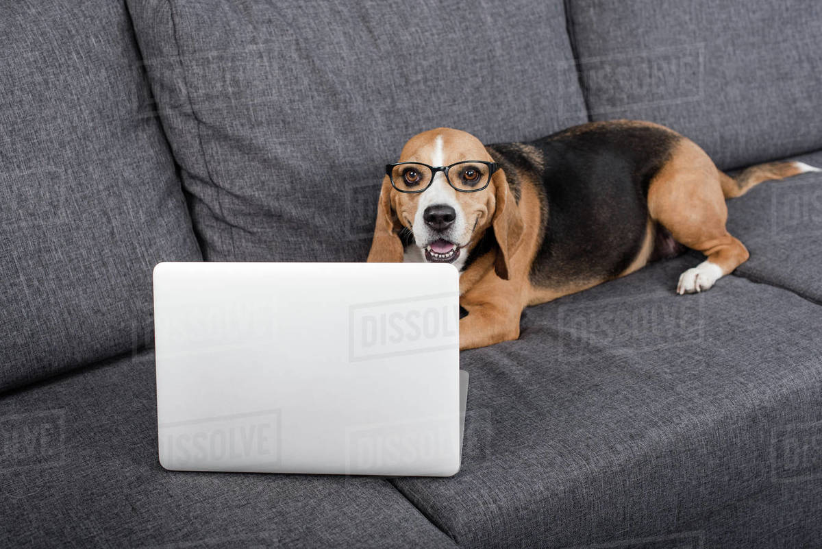 funny beagle pictures