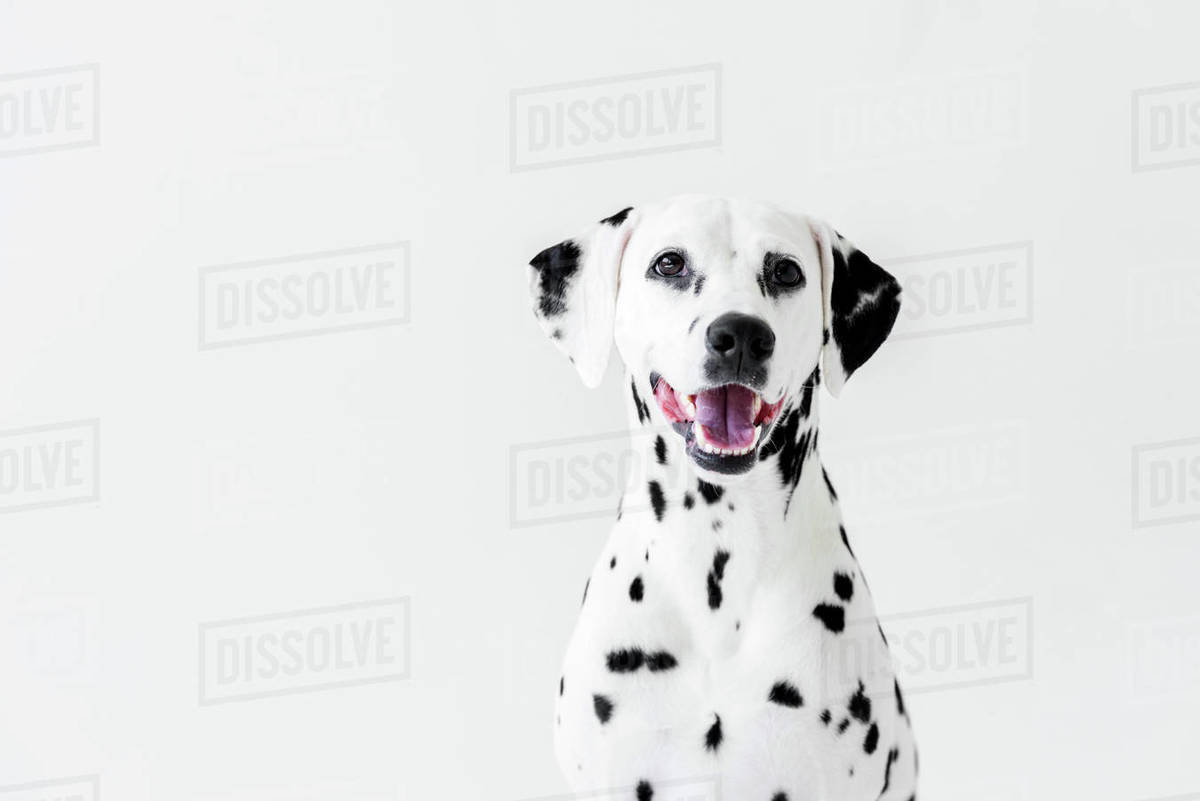 dalmatian cute