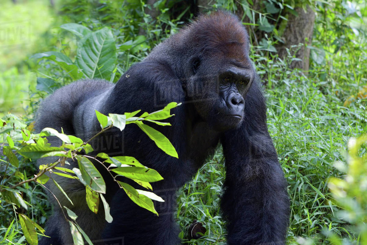 Portrait of a male silverback gorilla in forest - Royalty-free Stock ...