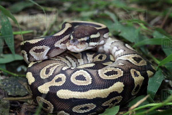 Close-up of a ball python curled up, Indonesia - Royalty-free Stock ...