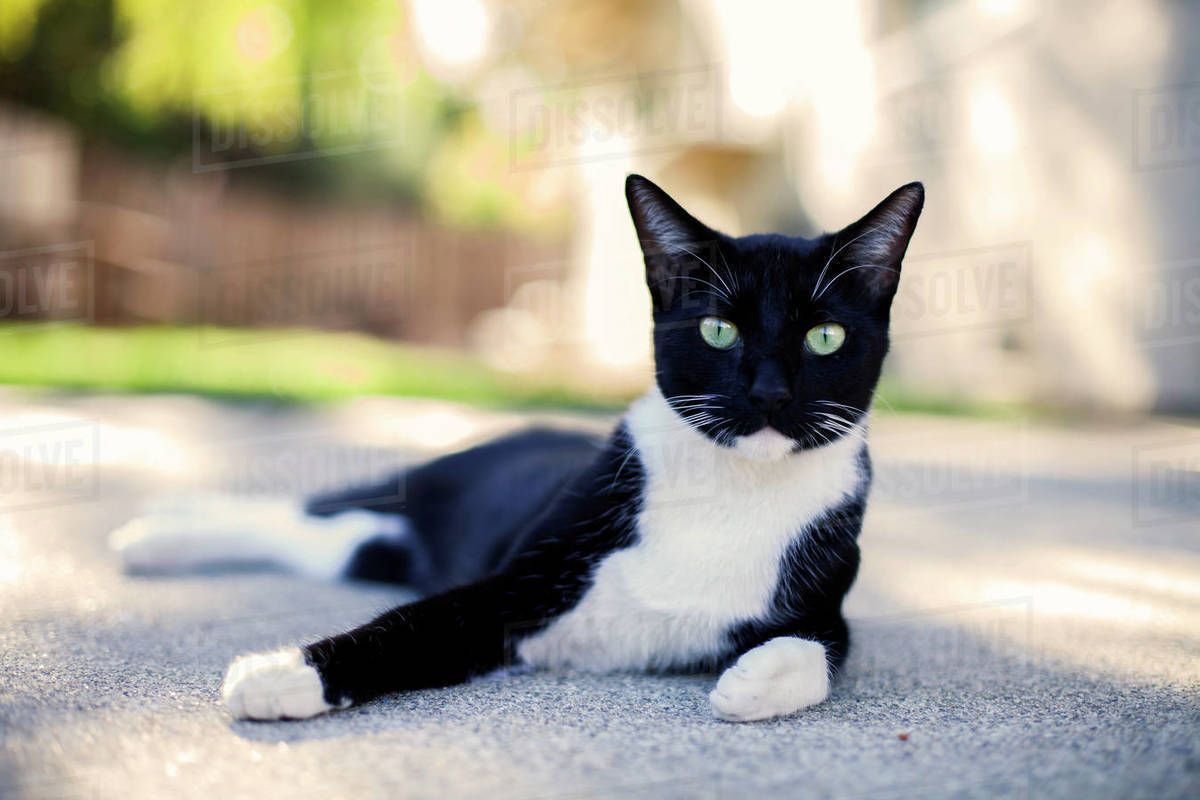Close up of a black and white tuxedo cat lying in the street