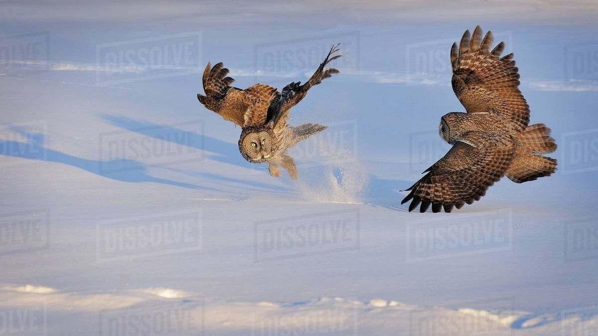 Two great Grey Owls fighting, Montreal, Quebec, Canada Stock Photo