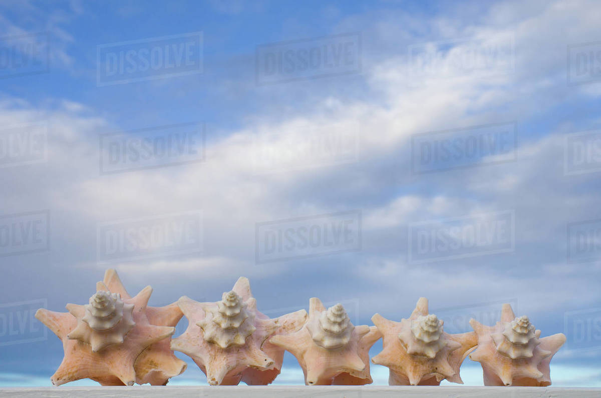 Row of Conch shells on beach, Antigua, Caribbean Stock Photo Dissolve
