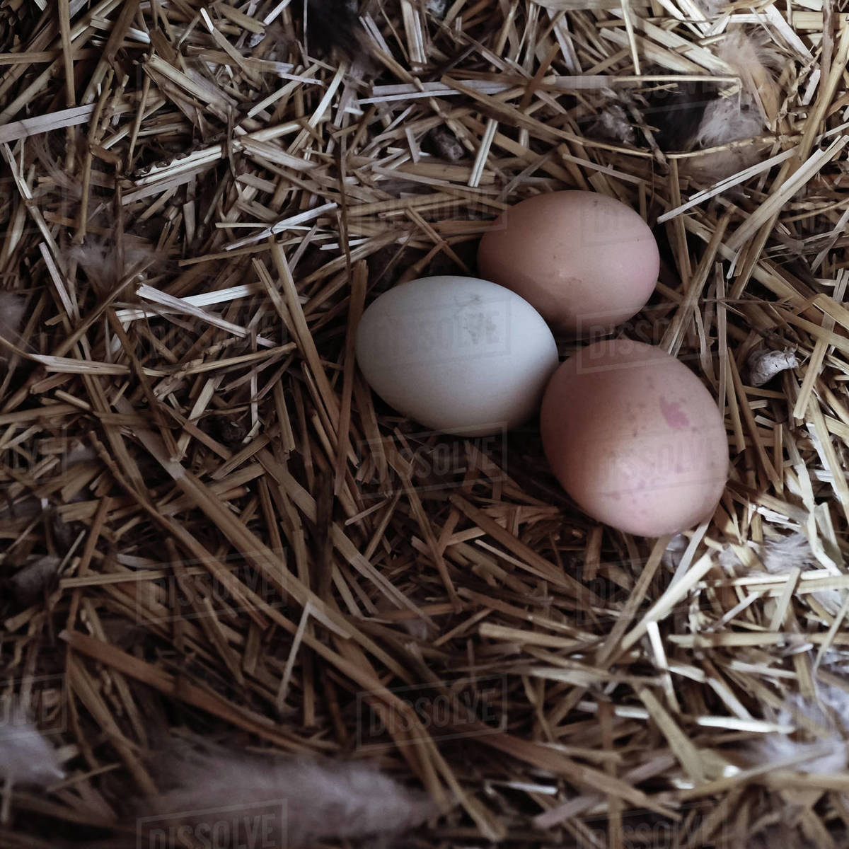 Three Eggs on straw in a chicken coop Stock Photo Dissolve