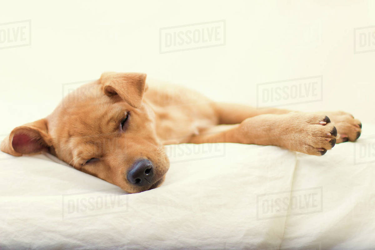 Labrador retriever puppy dog sleeping on a bed Stock Photo Dissolve