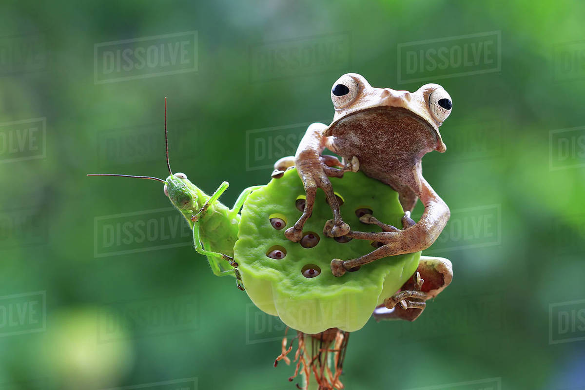 Eared frog and sitting on a plant, Indonesia Stock Photo