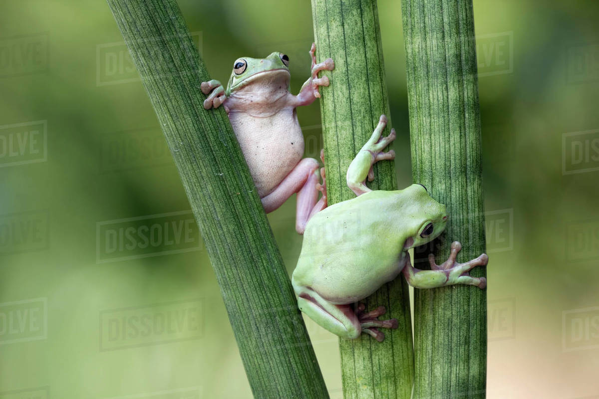 Two dumpy tree frogs climbing a plant, Indonesia - Royalty-free Stock ...