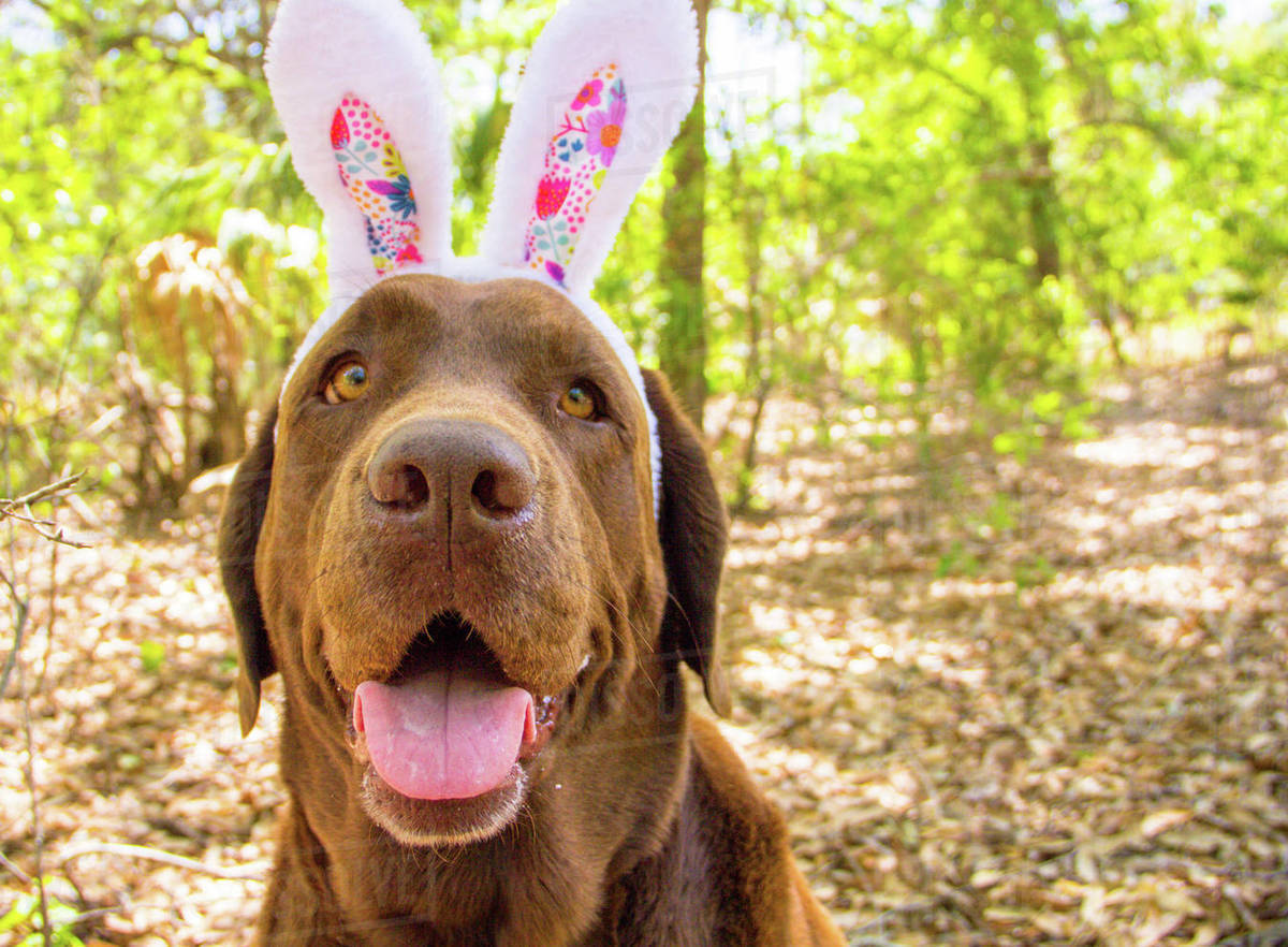 Chocolate labrador dog wearing rabbit ears Stock Photo Dissolve