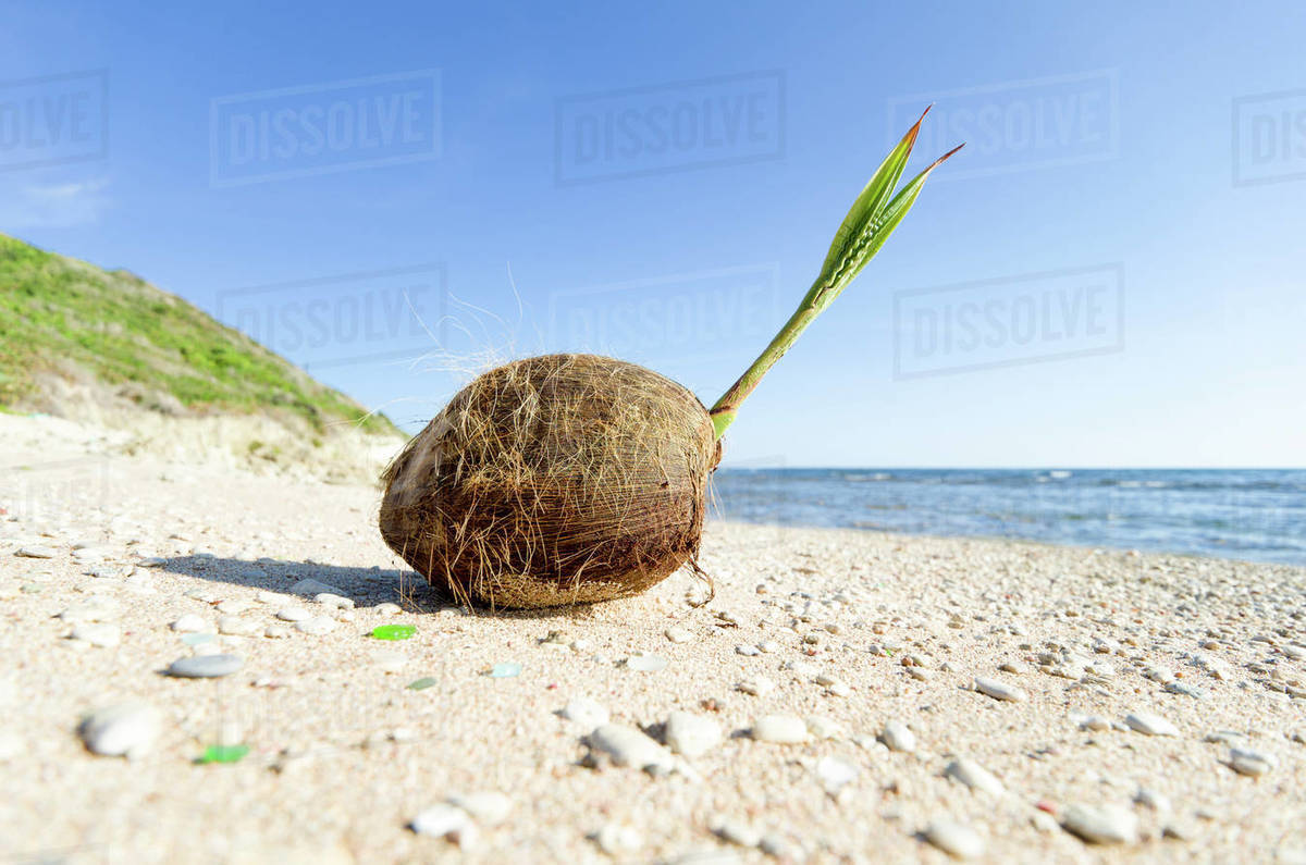 Coconut on the beach, Barbados Stock Photo Dissolve