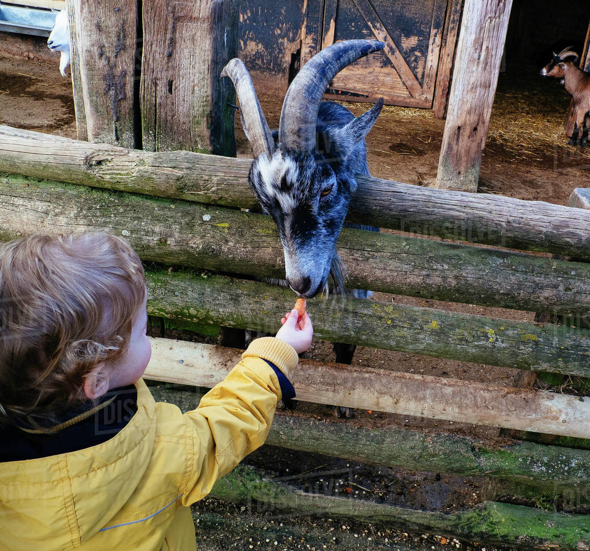 Boy Feeding Goat Stock Photo Dissolve