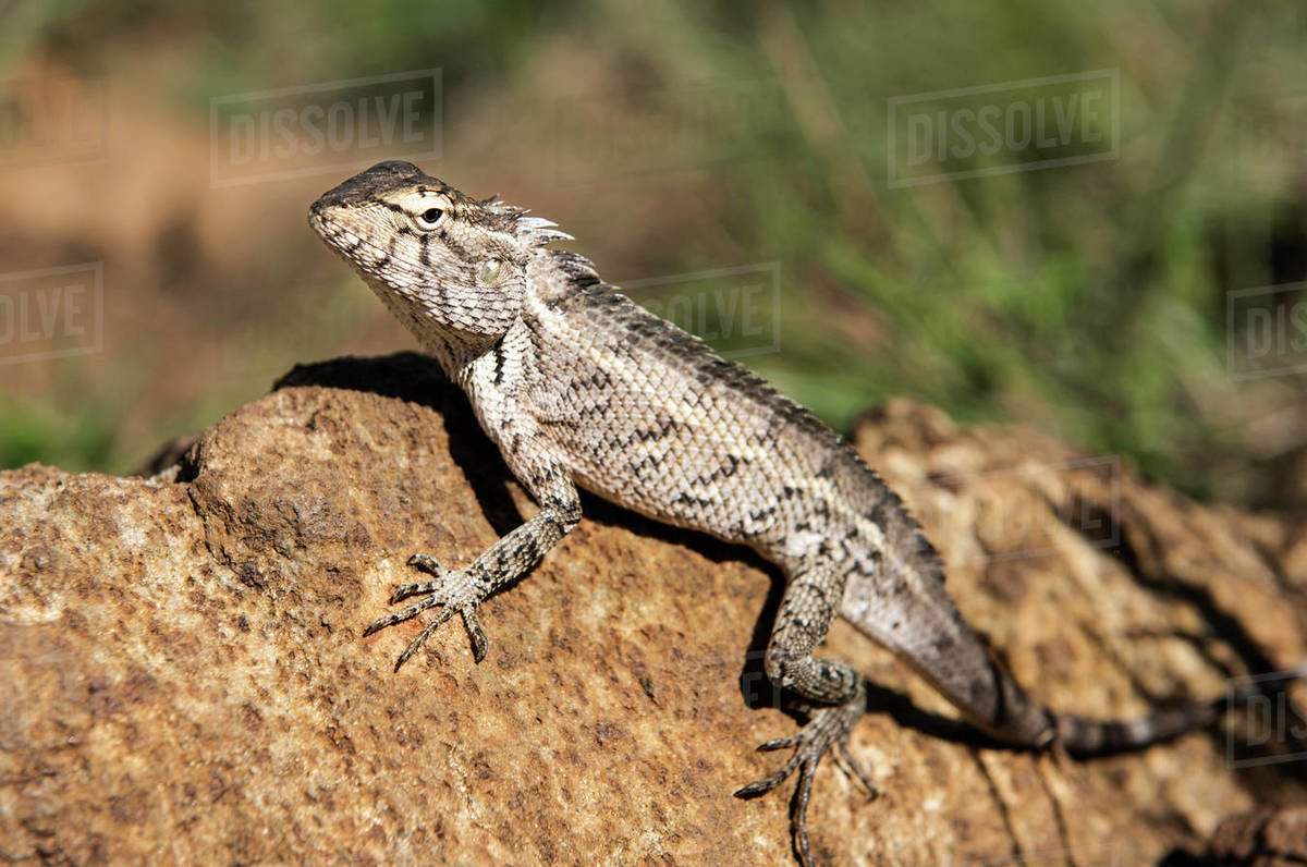 Changeable lizard (Calotes versicolor) on a rock, Sri Lanka - Royalty ...