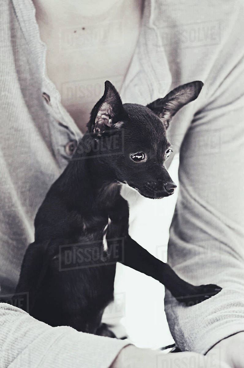 Man sitting with Chihuahua on his lap Stock Photo Dissolve
