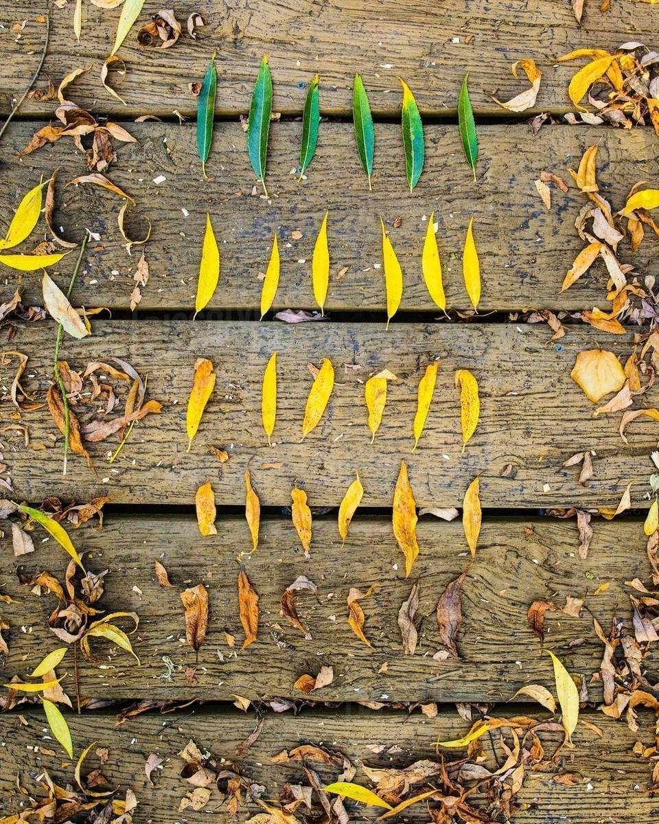 autumn-leaves-on-a-wooden-walkway-united-kingdom-stock-photo-dissolve