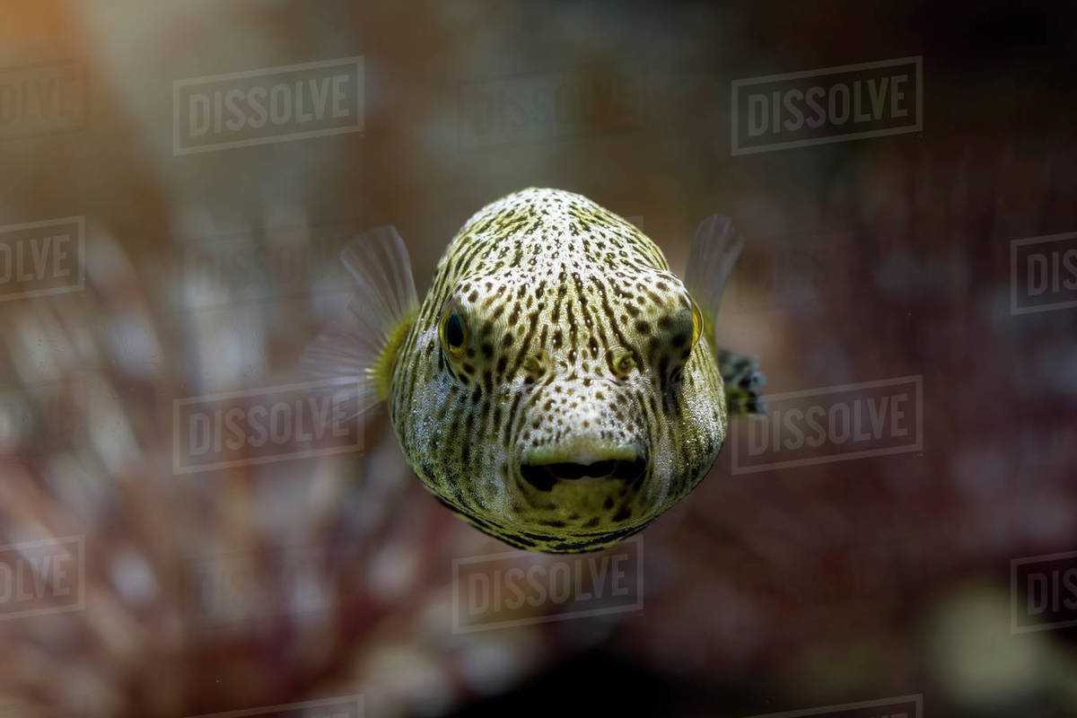 Closeup of a puffer fish swimming underwater Stock Photo Dissolve