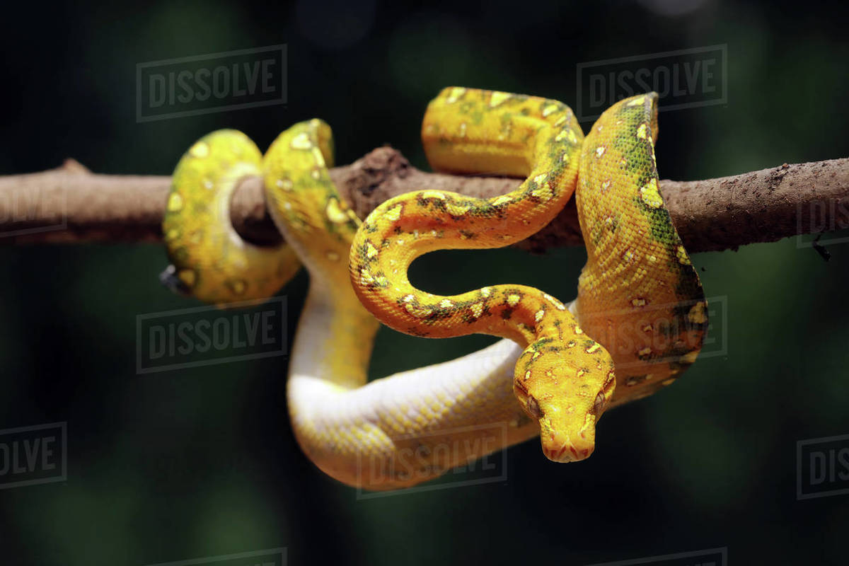 Juvenile Green tree python on a branch, Indonesia - Stock Photo - Dissolve