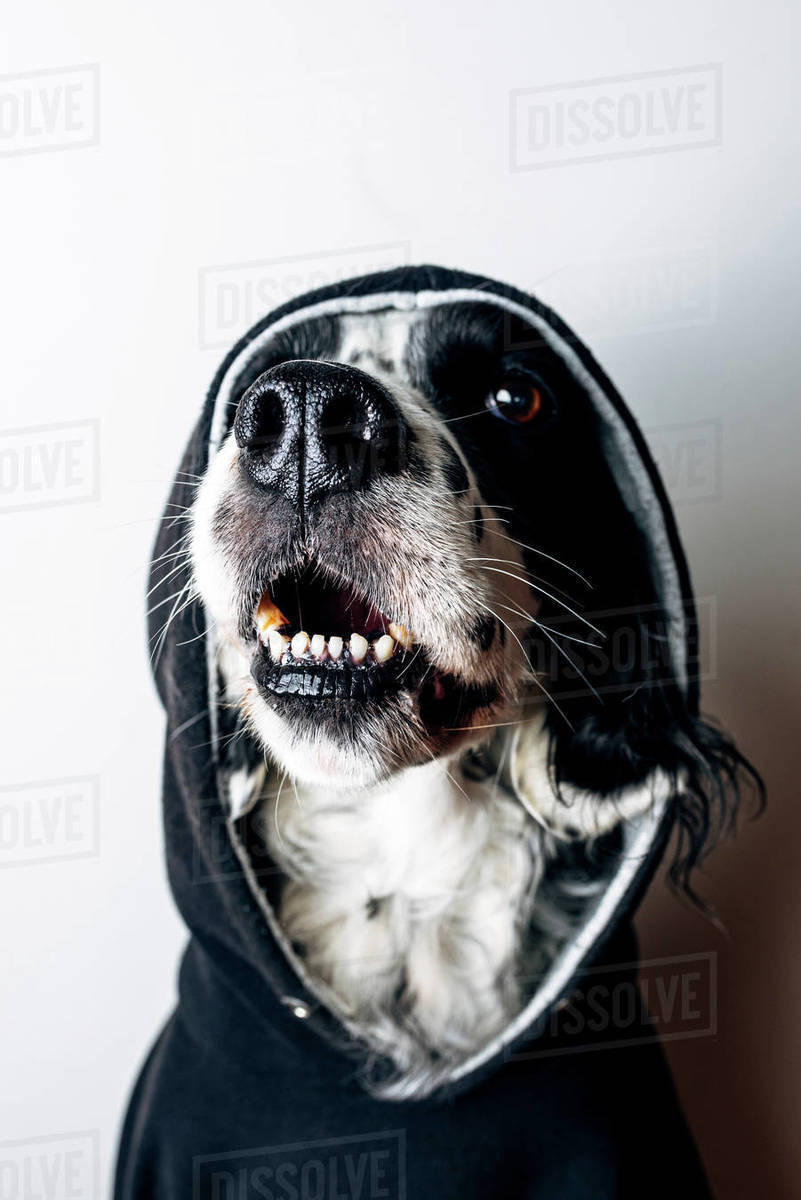 Funny dog in black hoodie Stock Photo Dissolve