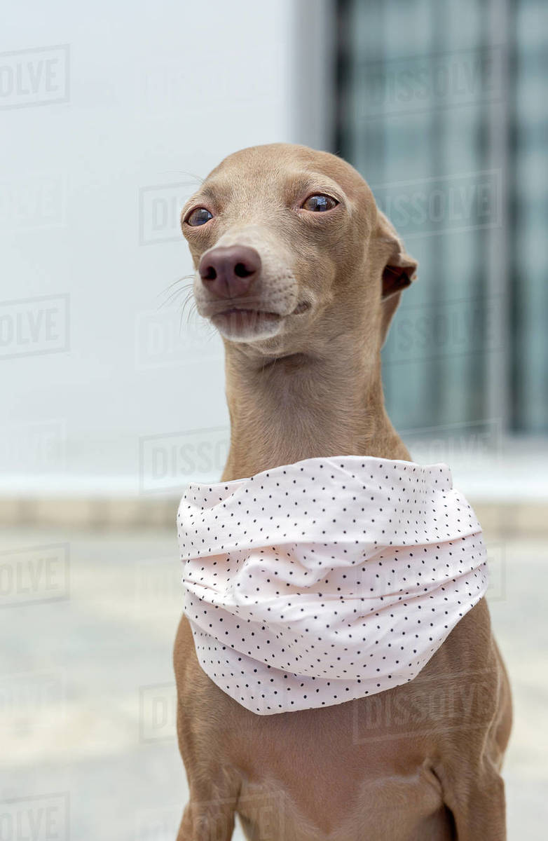 Pure breed Italian greyhound dog outdoors with protective mask for