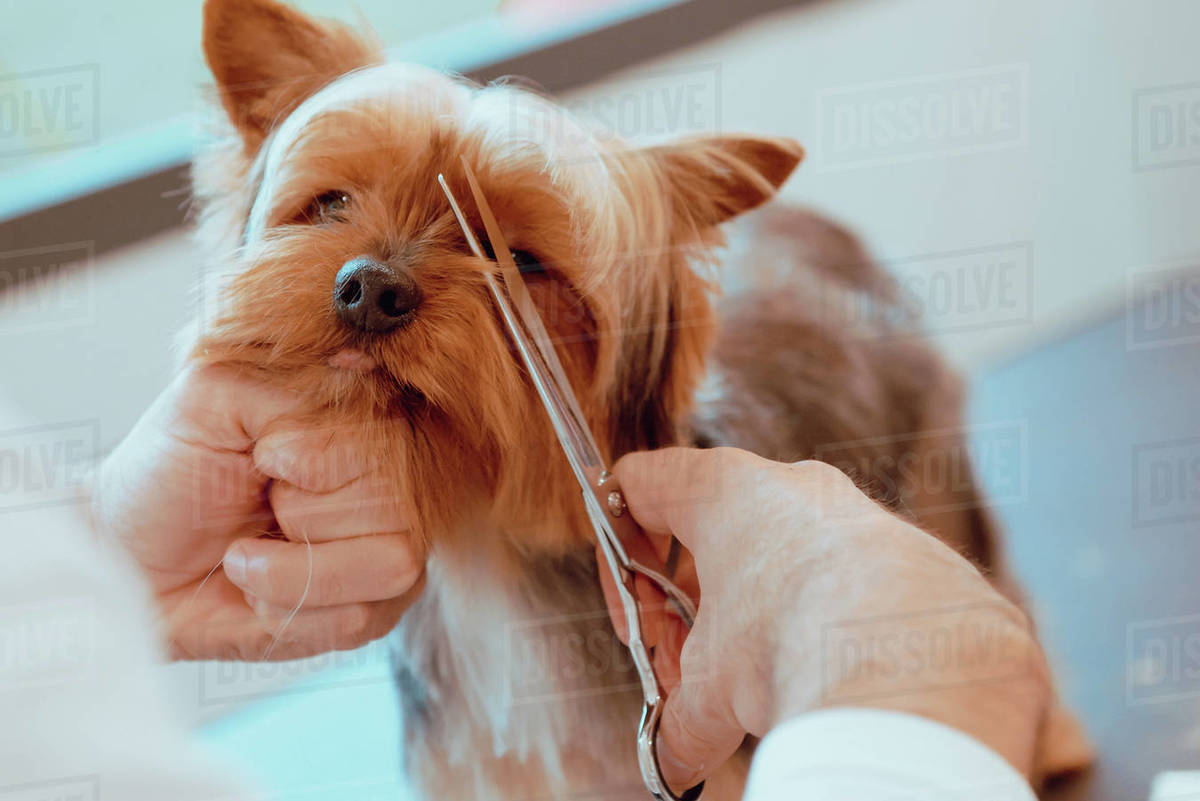 Crop groomer trimming fur of little dog Stock Photo Dissolve