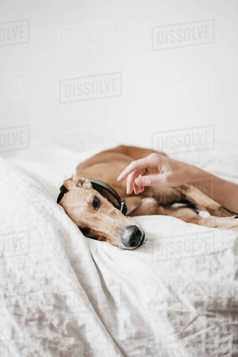 Cute Spanish greyhound relaxing on comfortable bed at cozy home being