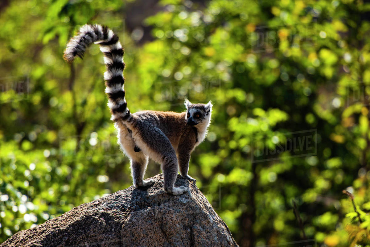 Ring-tailed Lemur (Lemur catta), Anja Community Reserve, Haute