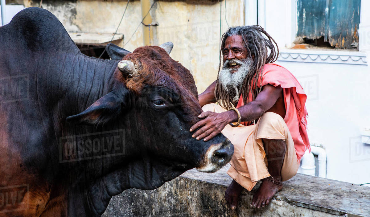 A local man and a buffalo in Udaipur, Rajasthan, India, Asia Royalty-free stock photo