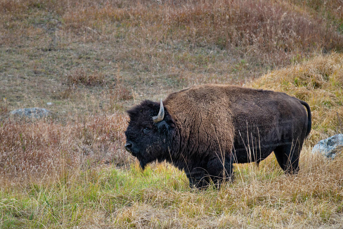 Yellowstone National Park, UNESCO World Heritage Site, Wyoming, United