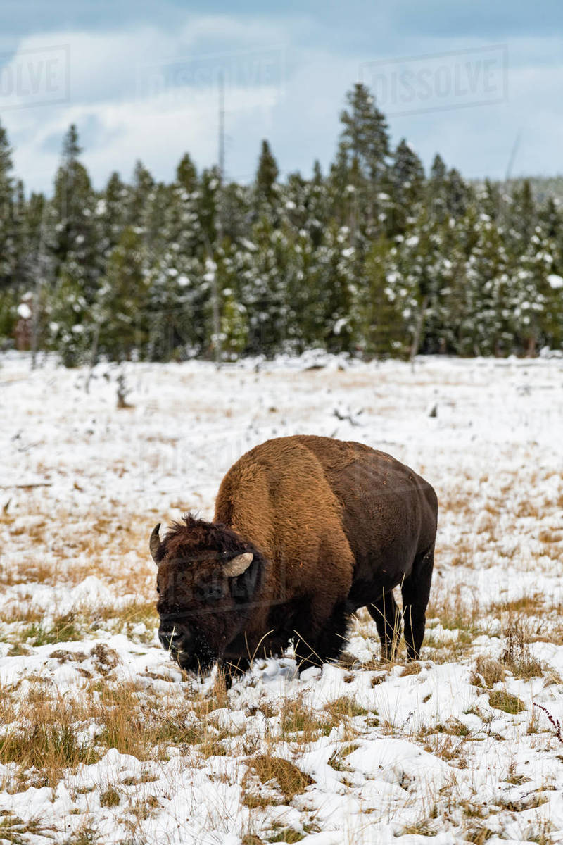 Yellowstone National Park, UNESCO World Heritage Site, Wyoming, United
