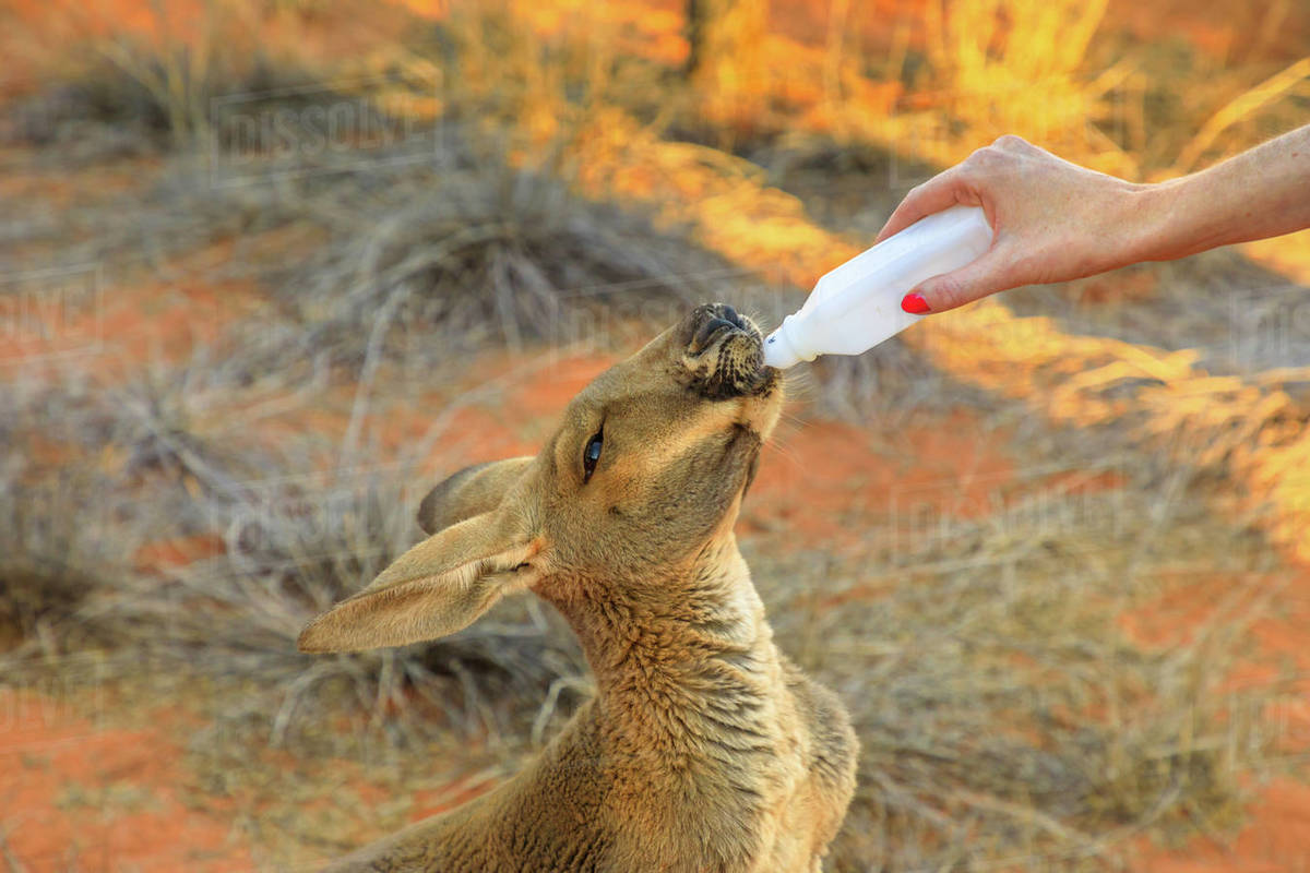 Closeup of baby Kangaroo orphan being bottle fed milk by tourist, Red