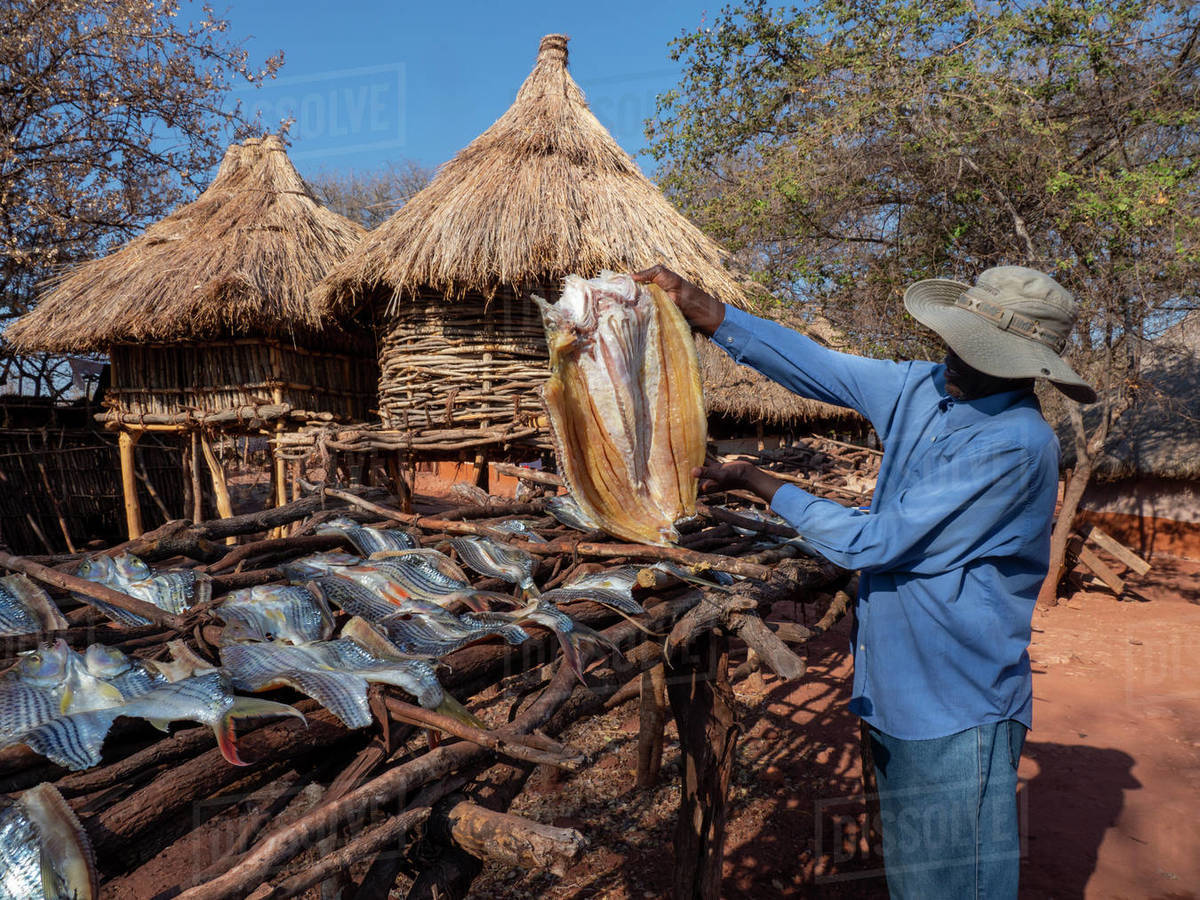 The days catch of fish drying in the sun in the fishing village of