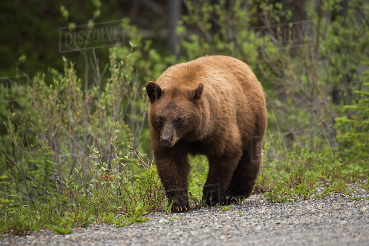 Cinnamon coloured black bear (Ursus americanus), Spray Valley