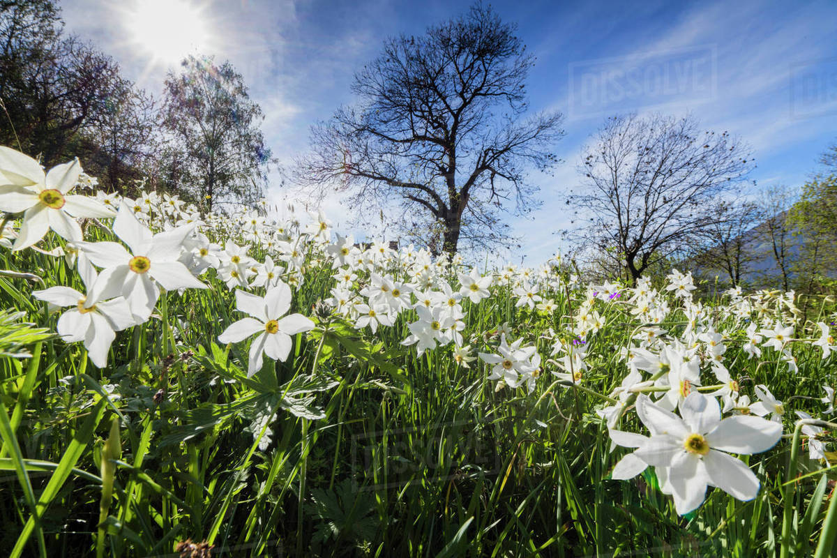 Spring bloom of daffodils in the green meadows of the Orobie Alps